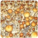 Псилоцибиновые (галлюциногенные)  грибы Psilocybin "Golden Teacher" в Северо-Курильске