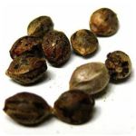 Семена марихуаны АК-47  (Seeds AK-47) в Северо-Курильске